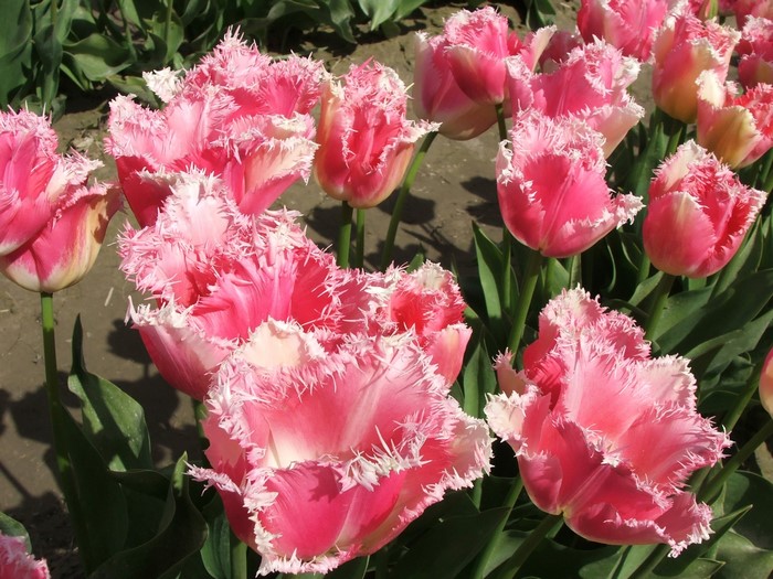 Pink fringed tulips in a garden