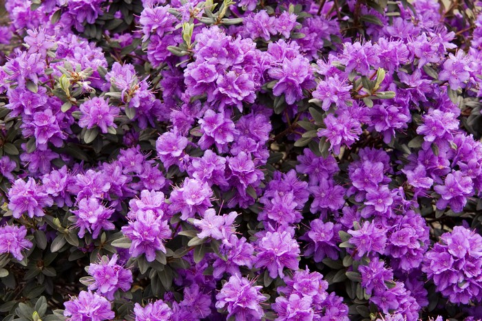 Many violet Rhododendron flowers