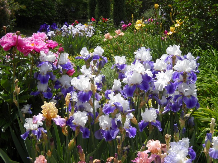 A garden filled with blooming irises and peonies