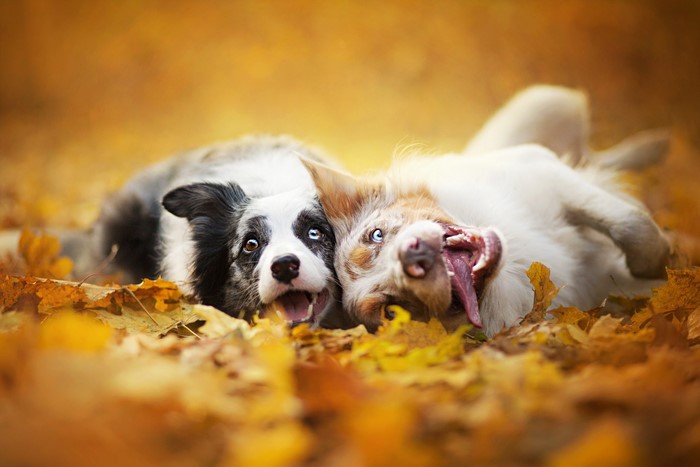Two Border Collies playing in autumn leaves