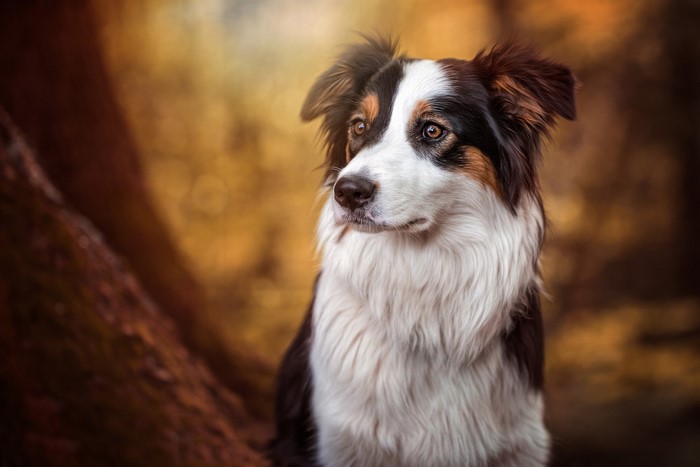 Tricolor Border Collie dog looking to the side