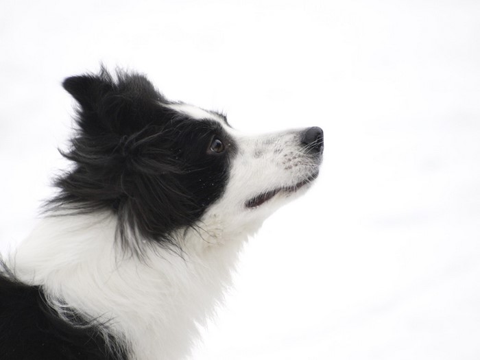 Border Collie dog head in profile
