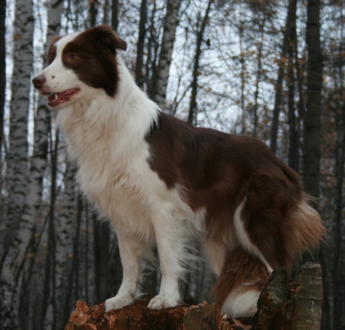 Brown and white Border Collie dog standing on a tree stump in a forest