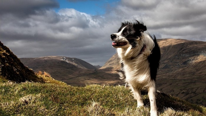 Border Collie dog in mountains with clouds