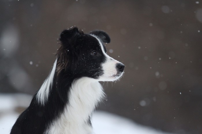 Border Collie dog in the snow