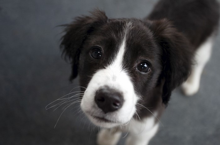 Border Collie Puppy Looking Up