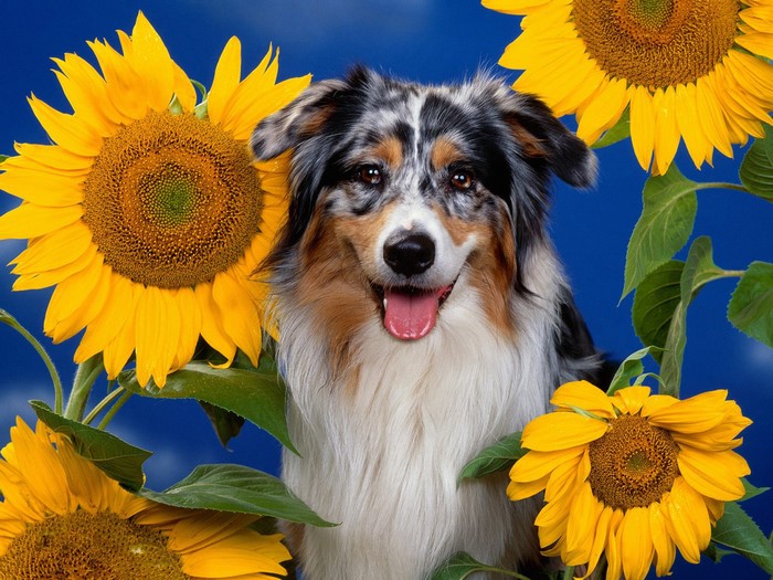 Australian Shepherd Dog with Sunflowers
