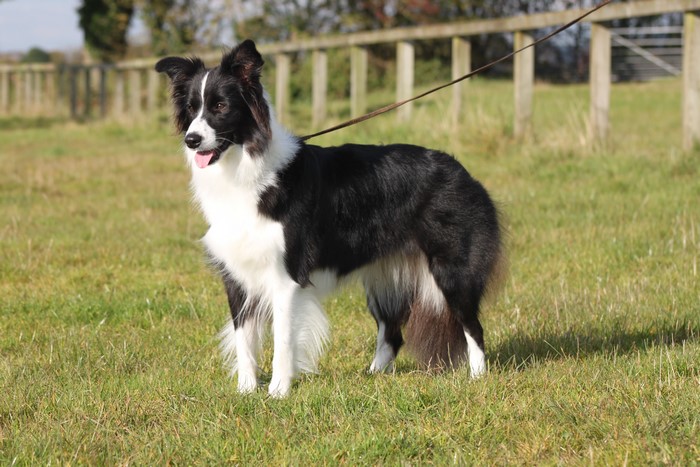 Border Collie dog standing in a grassy field