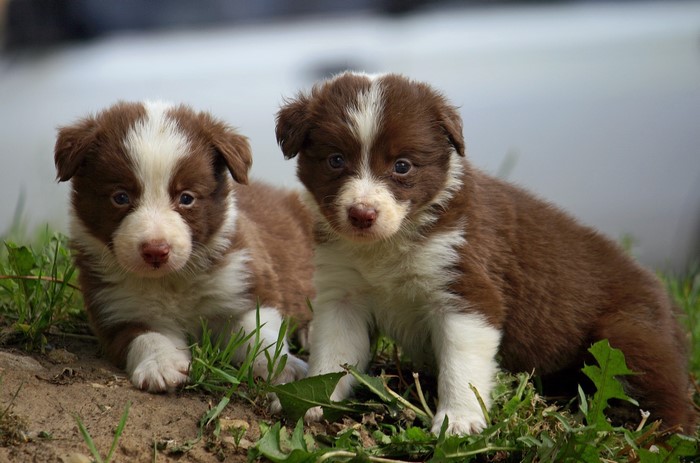 Two brown and white Border Collie puppies in grass