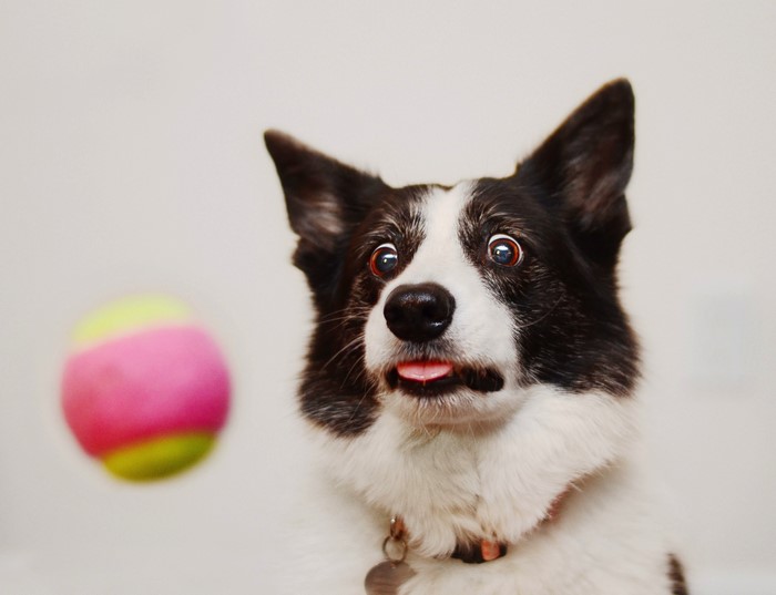Border Collie Dog Looking at a Ball