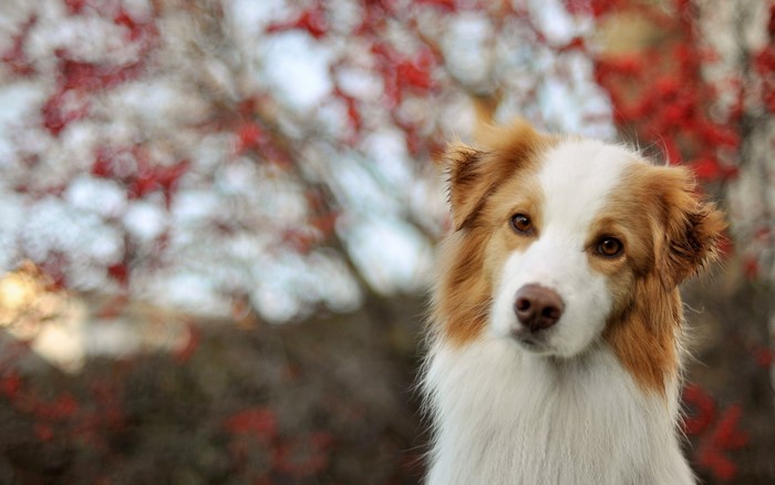 Border Collie dog looking to the side