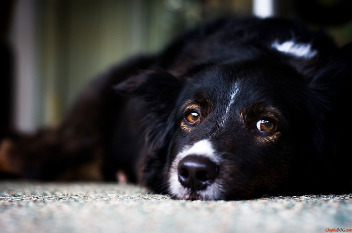 Black and white Border Collie dog lying down