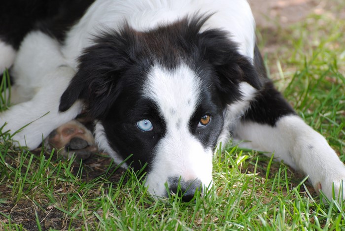 Border Collie dog with heterochromia lying on grass