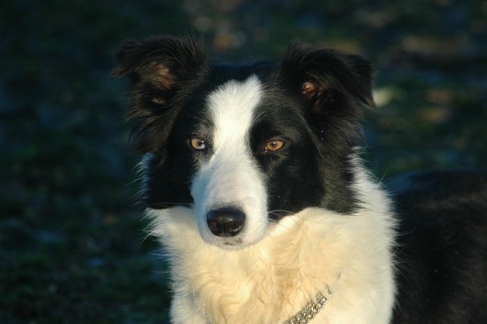 Border Collie dog looking to the side
