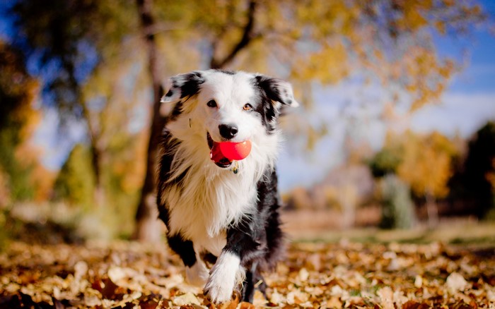 Border Collie dog running with a red ball in autumn