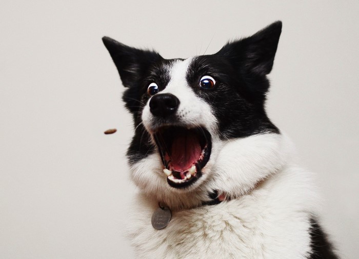 Border Collie dog catching a treat