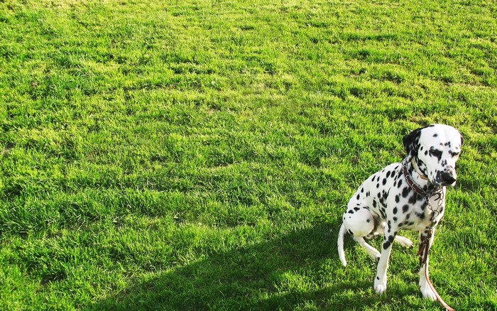 Dalmatian sitting on green grass