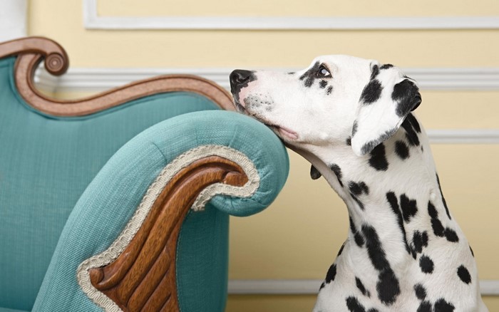 Dalmatian dog resting head on a chair