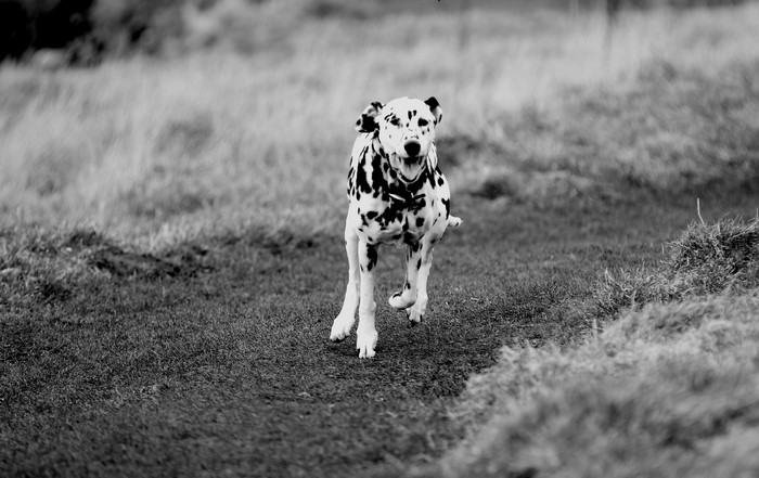 Dalmatian dog running on grass