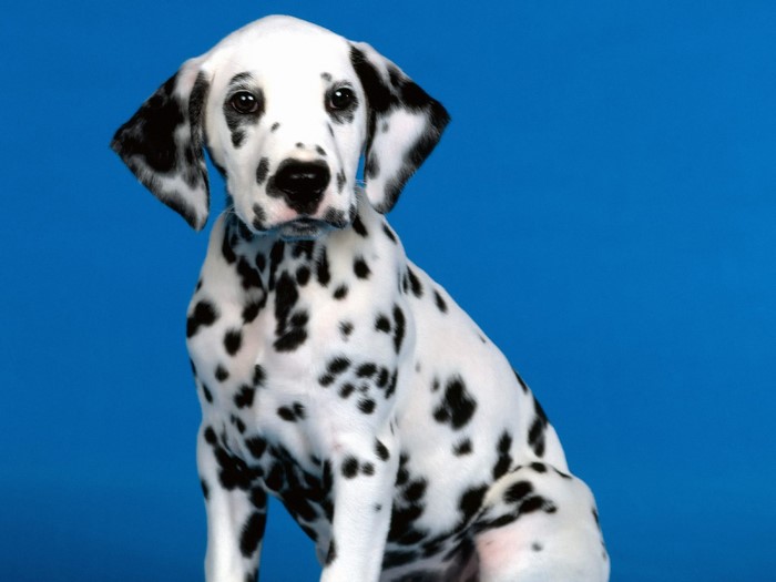 Dalmatian puppy looking at the camera