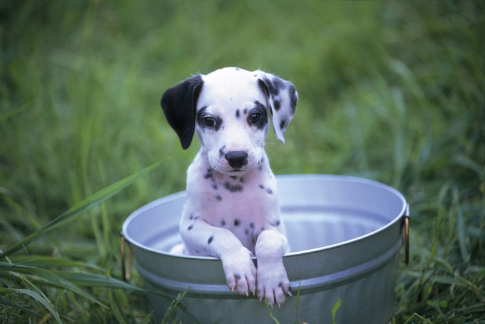 Dalmatian puppy in a bucket in grass