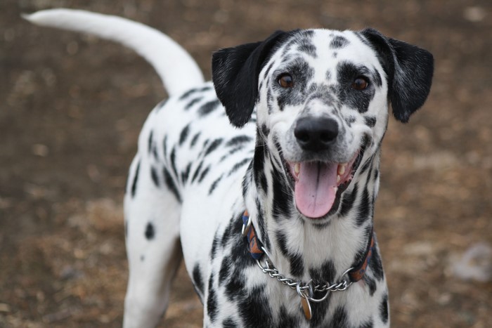 Dalmatian Dog Looking Forward