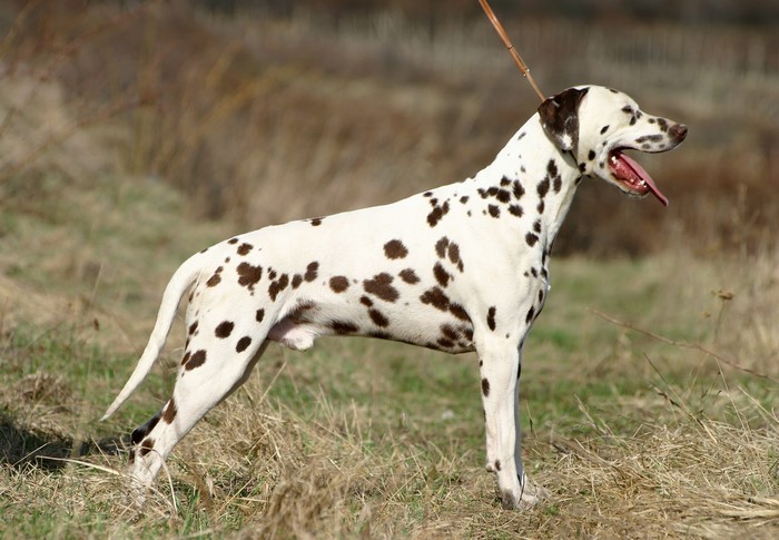 Dalmatian dog standing in a field
