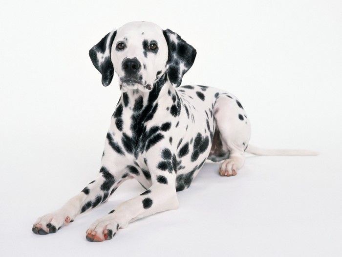 Dalmatian dog lying down