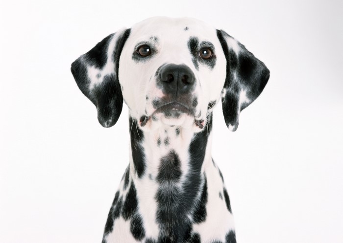 Dalmatian dog looking forward