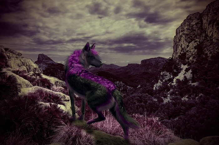 Wolf with purple fur on rocky mountain landscape