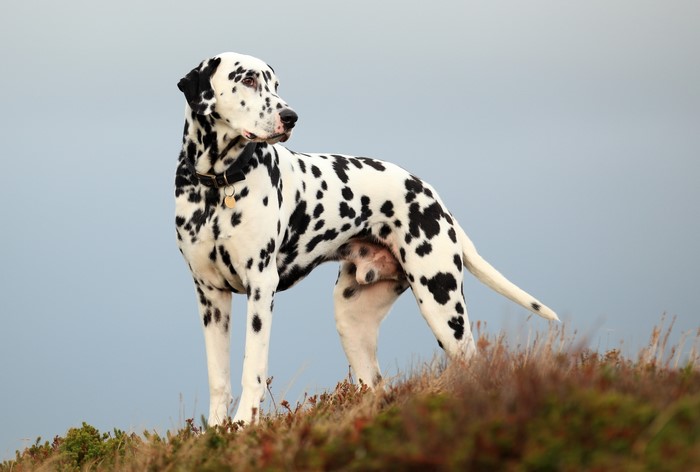 Dalmatian dog standing on a grassy hill