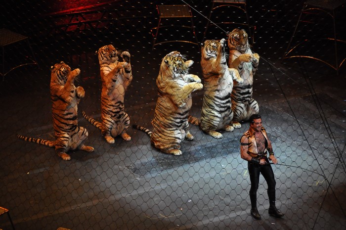Circus trainer with tigers performing