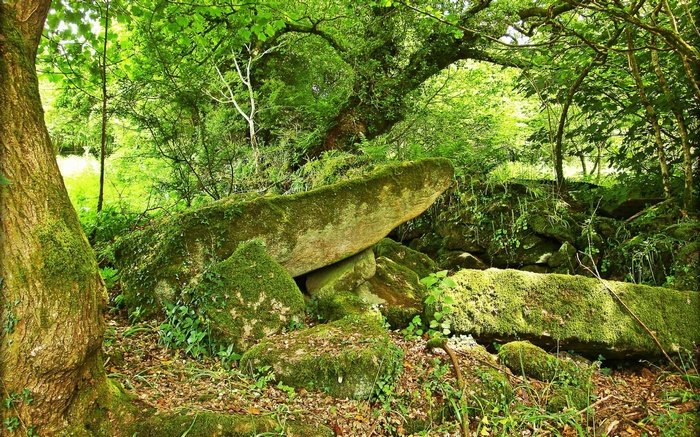 Moss-covered rocks and trees in a forest