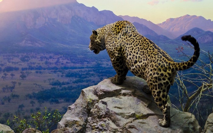 Leopard on a rock overlooking mountains