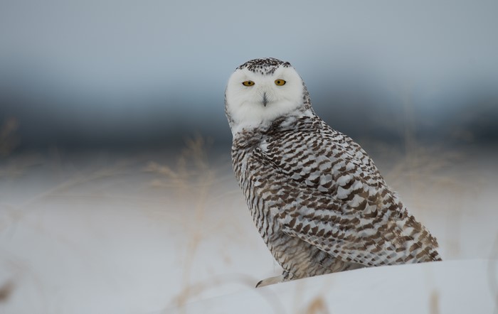 Snowy owl in a snowy landscape