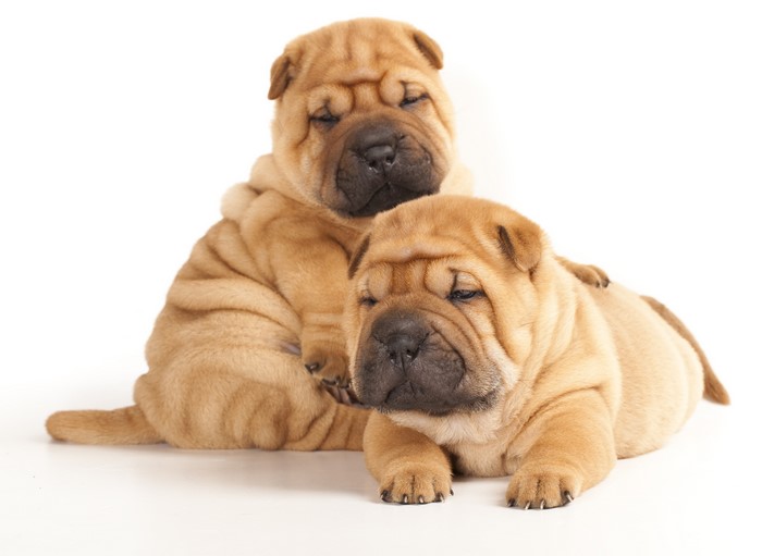 Two Shar Pei Puppies