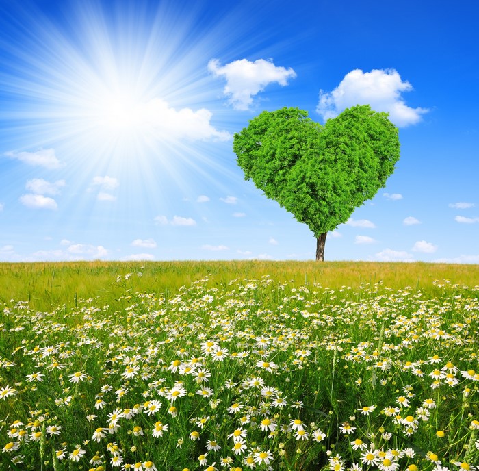 Heart-shaped tree in a field of daisies under a sunny sky