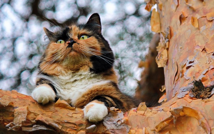 Calico cat perched on a tree branch