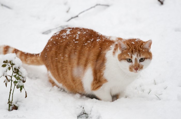 Orange and white cat in the snow