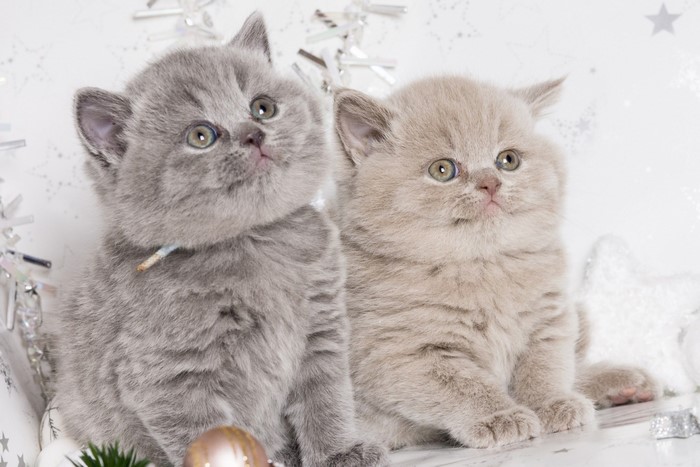 Two fluffy kittens with Christmas decorations