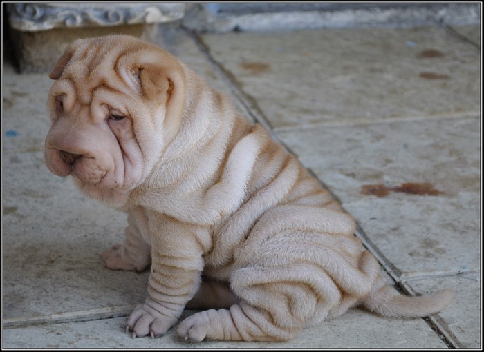 Shar Pei puppy with many wrinkles sitting on a tiled floor