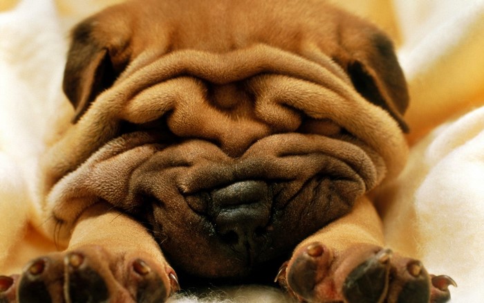 Shar Pei Puppy with Wrinkled Snout