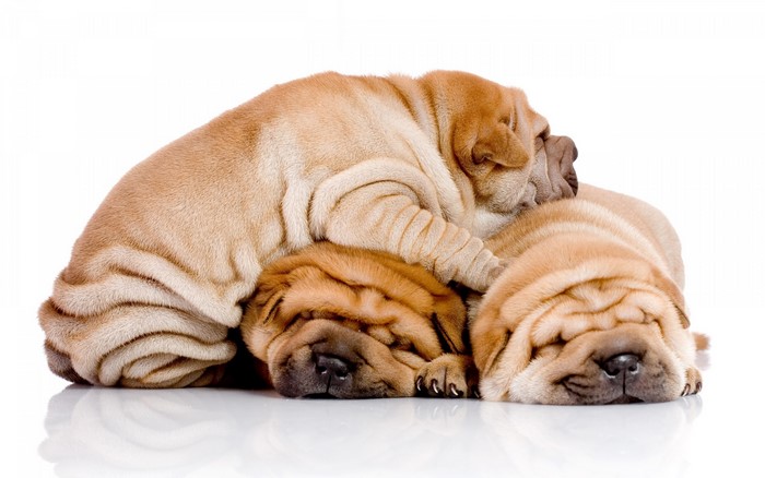 Three Shar Pei Puppies Sleeping
