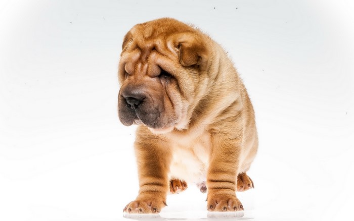 Shar Pei puppy sitting on a white background