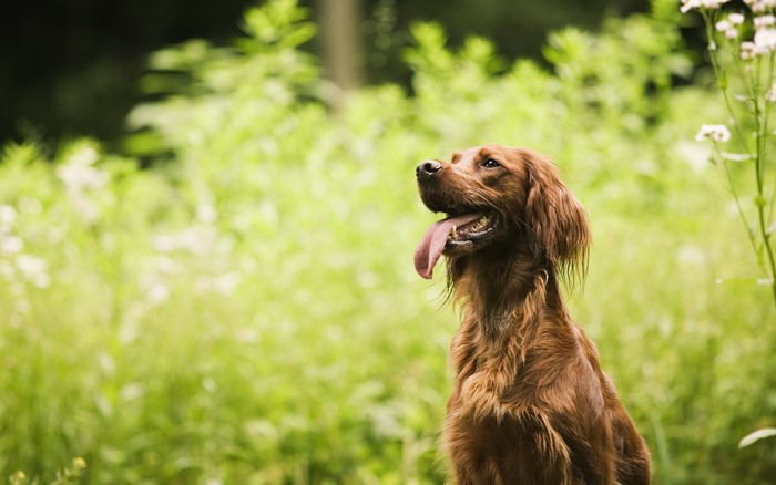 Irish Setter dog sitting in a field