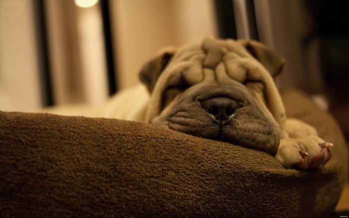Shar Pei dog sleeping on a brown bed