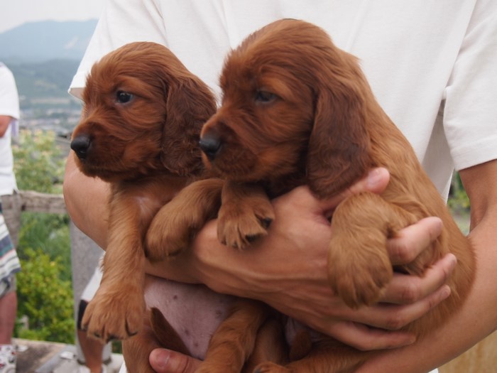 Two Irish Setter puppies held by a person