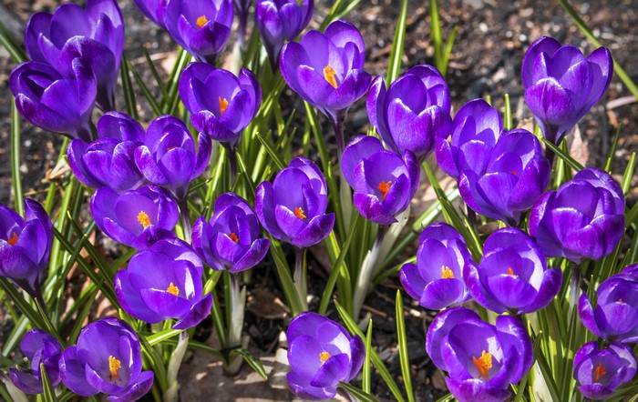 4K Crocuses Closeup