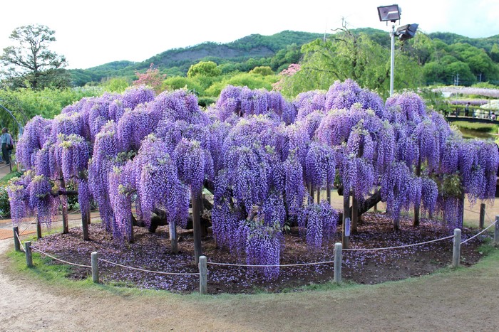 4K Wisteria Tree in Bloom