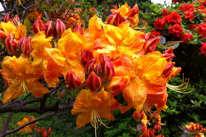 Orange and Red Rhododendron Flowers